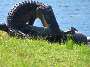 Аллигатор снял на видео драку аллигаторов у своего дома