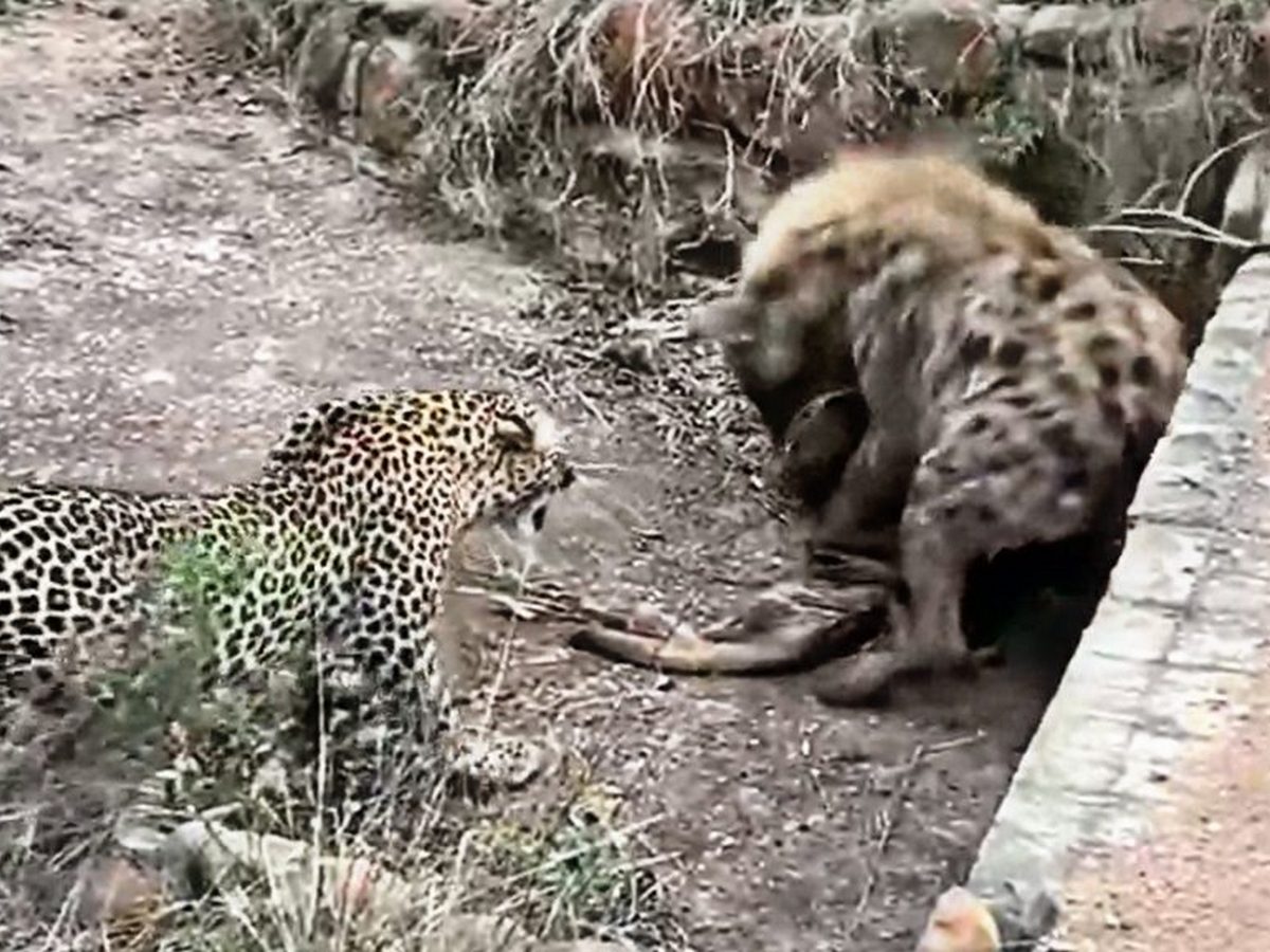 Схватку гиены и леопарда сняли на видео в ЮАР