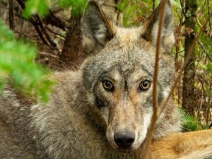 Исследователи опубликовали видео, снятое камерой с ошейника волка