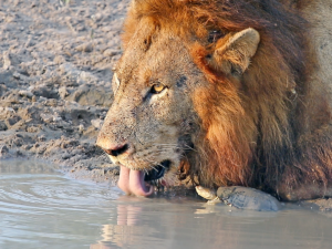 Любопытная черепаха, рискуя жизнью, попыталась познакомиться со львом