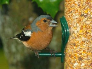 Гражданина Гайаны попытался провезти через границу птиц, спрятав их бигудях
