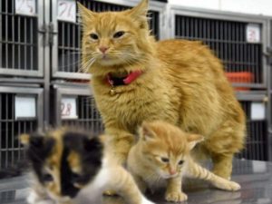 Кошка принесла больных котят в ветеринарную клинику