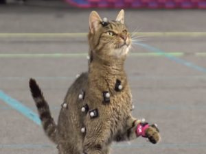 Кота, который зарабатывает себе на корм, снимаясь в компьютерных играх, сняли на видео