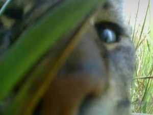 Кот-оператор снял на с GoPro историю своей прогулки