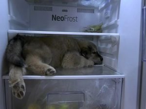 Щенок придумал эффективный способ спрятаться от жары