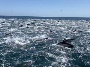 Стаю из тысячи дельфинов сняли на видео в США