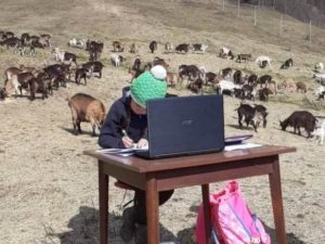 Школьница из Италии учится дистанционно, находясь на пастбище