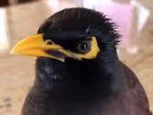 В Сети набирает популярность видео с говорящим скворцом