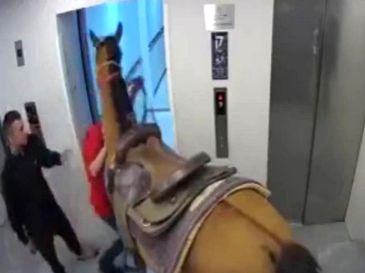 Израильтянин приехал в гости на лошади и зашел вместе с ней в лифт
