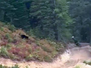 Велосипедист сумел достичь рекордной скорости, спасаясь от медведя