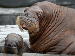 Шутку зоозащитников о моржах, которые двигаются на юг, некоторые приняли за чистую монету