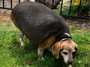 Американка вернула ожиревшему биглю здоровье и адекватные размеры