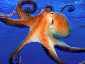 Двойное нападение осьминога набирает популярность в соцсетях