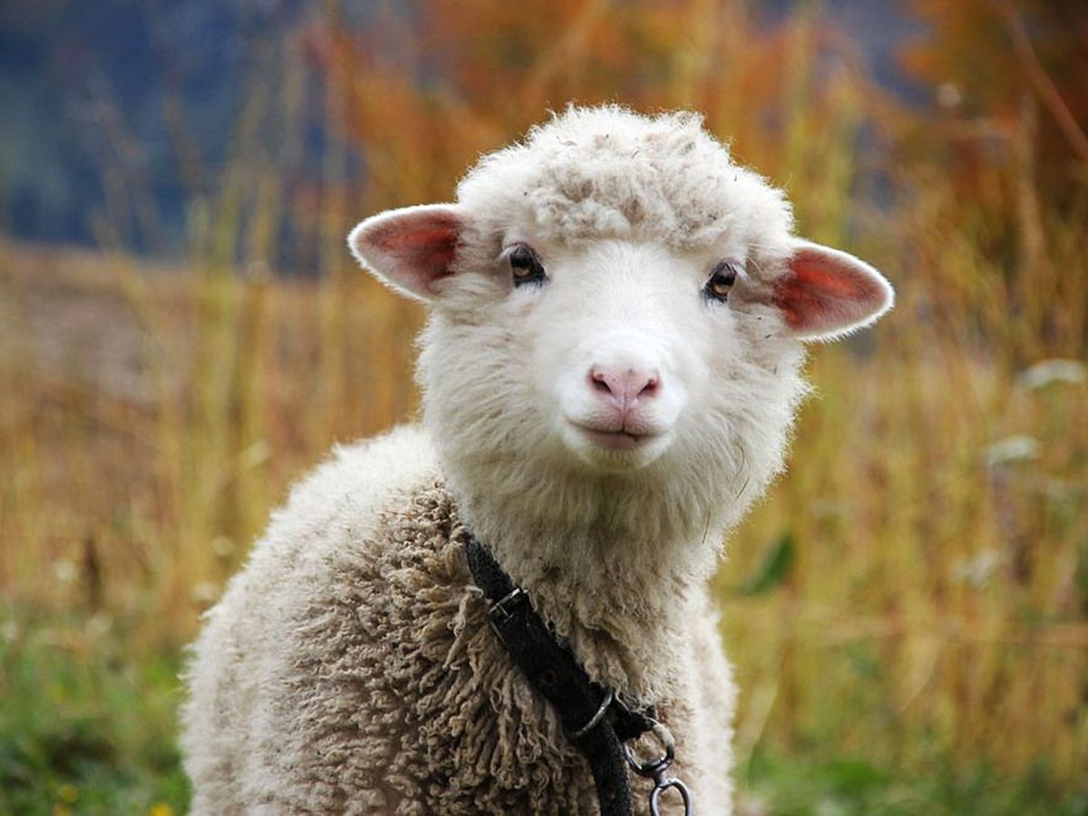 Интернет-пользователи обсуждают видео с невезучей овцой
