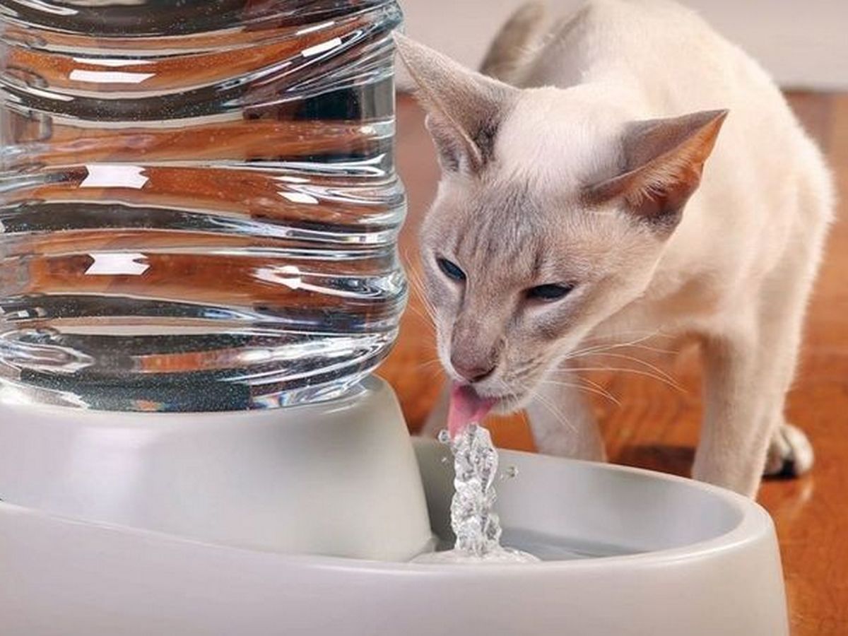 Кот, обожающий бутилированную воду, стал звездой TikTok