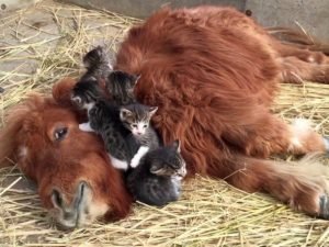 В Сети завирусилось видео с котятами, которые подружились с теленком