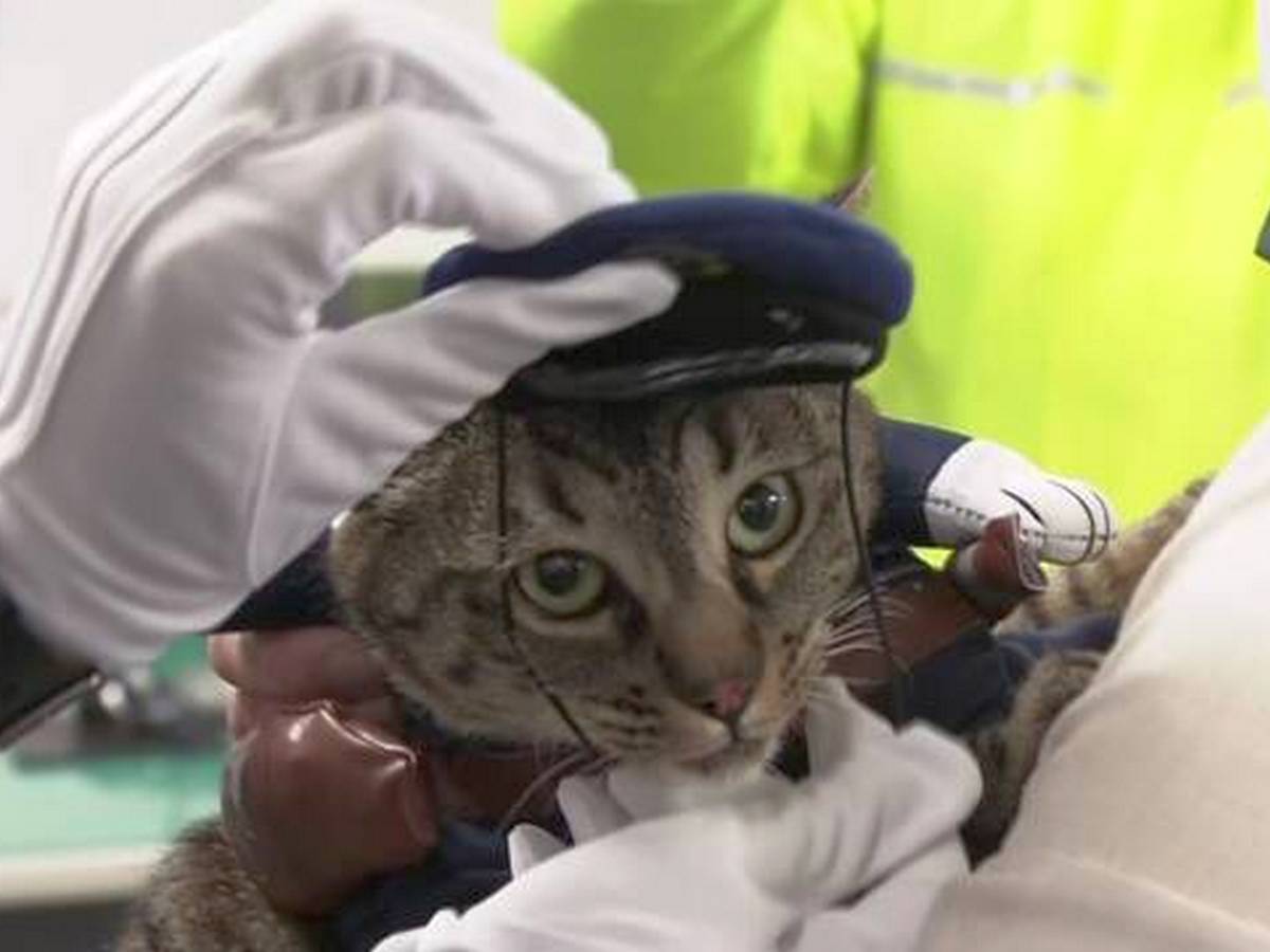 Кошка возглавила отделение полиции на один день