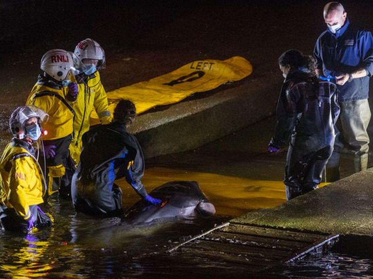В Лондоне спасают кита, застрявшего в шлюзе на Темзе