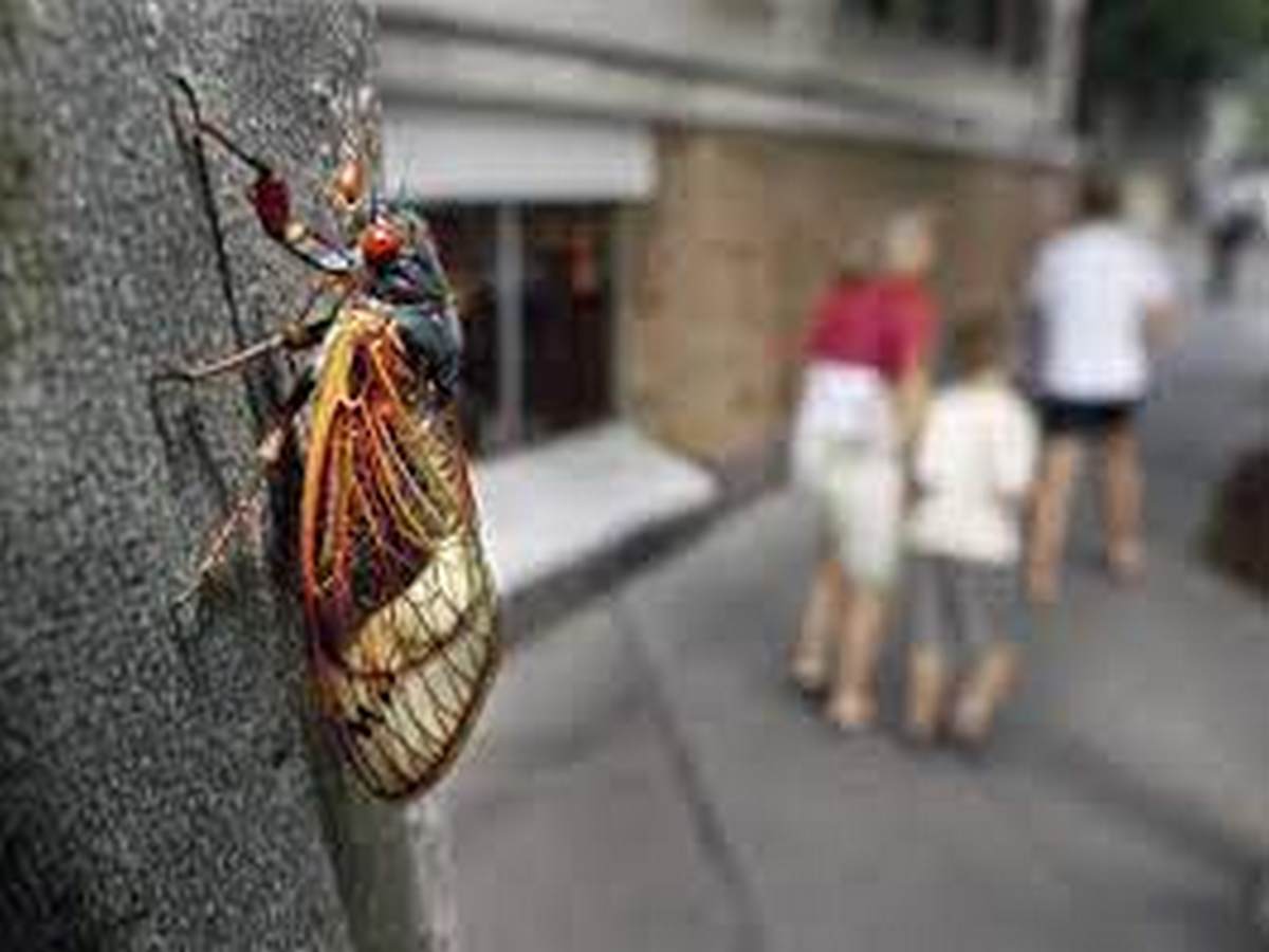 Полчища цикад обрушились на США