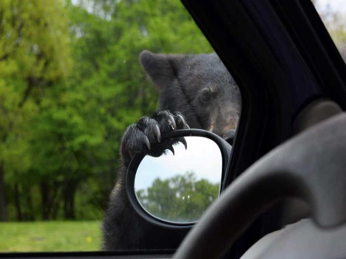 В Канаде медведь попытался угнать джип