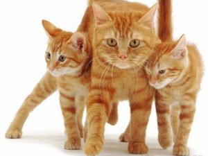 Кошка дала котятам открытый урок скалолазания