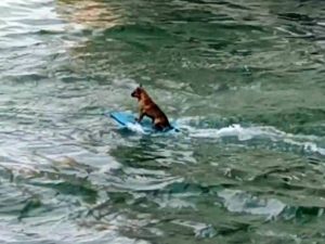 Пес-серфингист набирает популярность в Сети