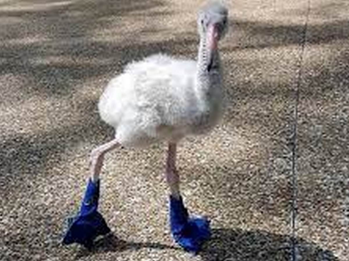 Птенец фламинго в ботинках набирает популярность в Сети