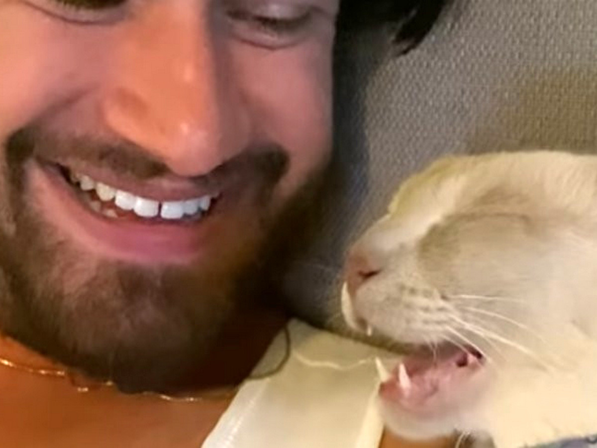Видео с котиком, разговаривающим во сне, посмотрели более 150 тыс. пользователей