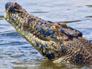 Рыбак снял на видео, как ему на удочку попал аллигатор