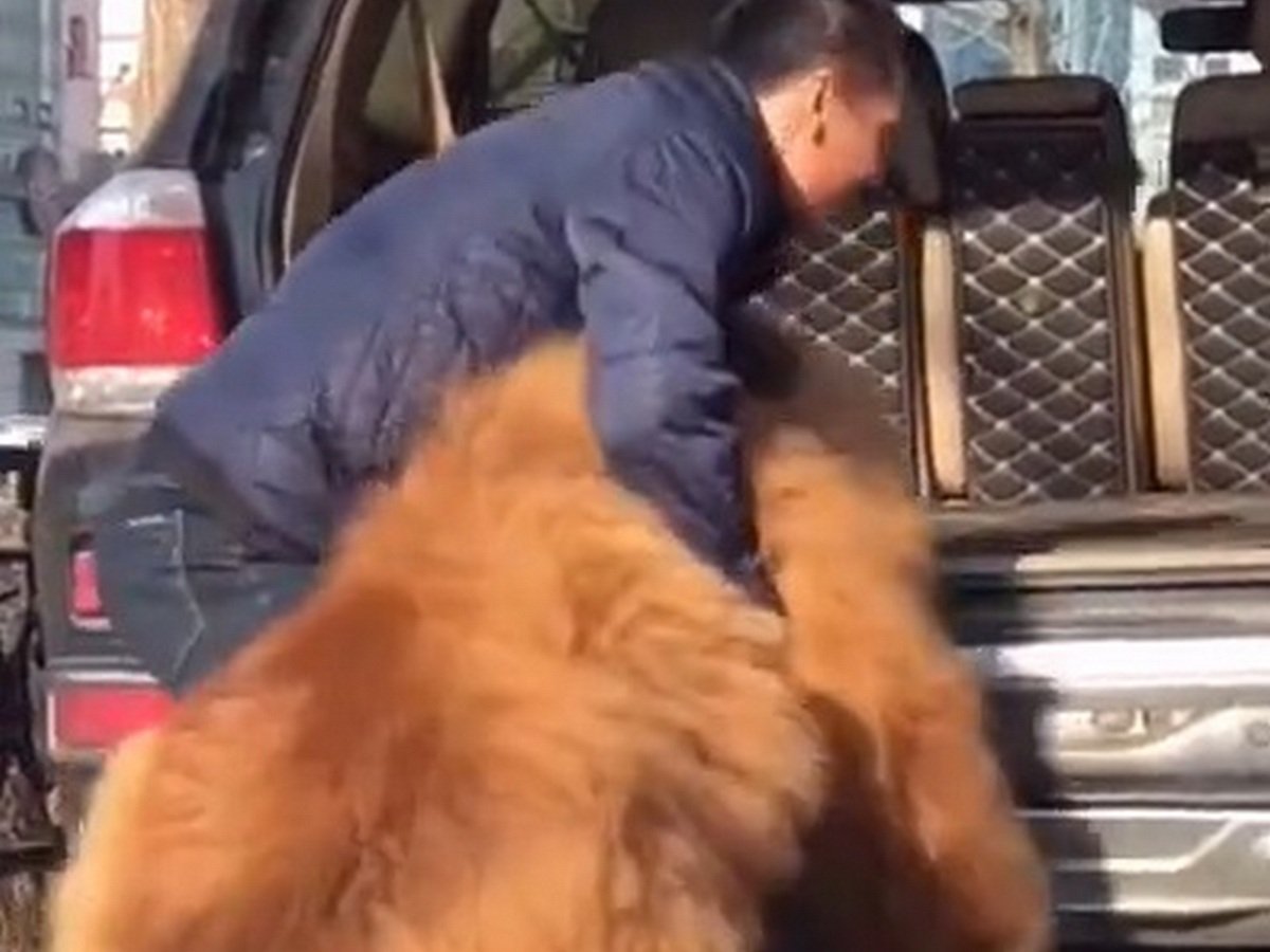 В Сети набирает популярность видео с гигантским 