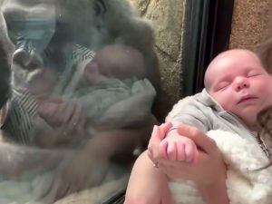 А виде-ролик быстро стал вирусным и разошелся по Сети.