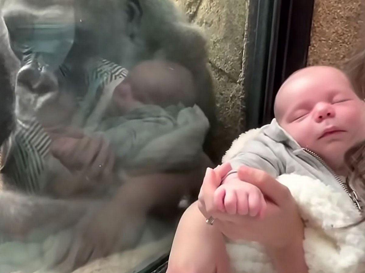 А виде-ролик быстро стал вирусным и разошелся по Сети.