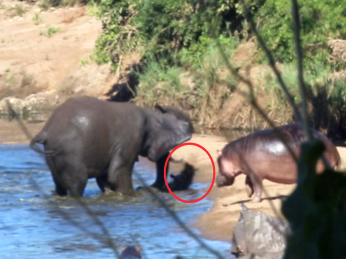 Злого слона, напавшего на детеныша бегемота, сняли на видео