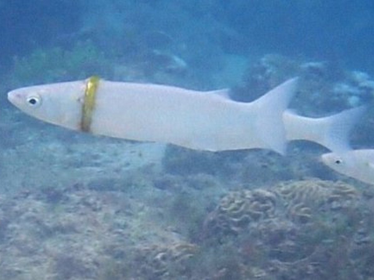В Австралии на фото запечатлели рыбу, застрявшую в золотом кольце