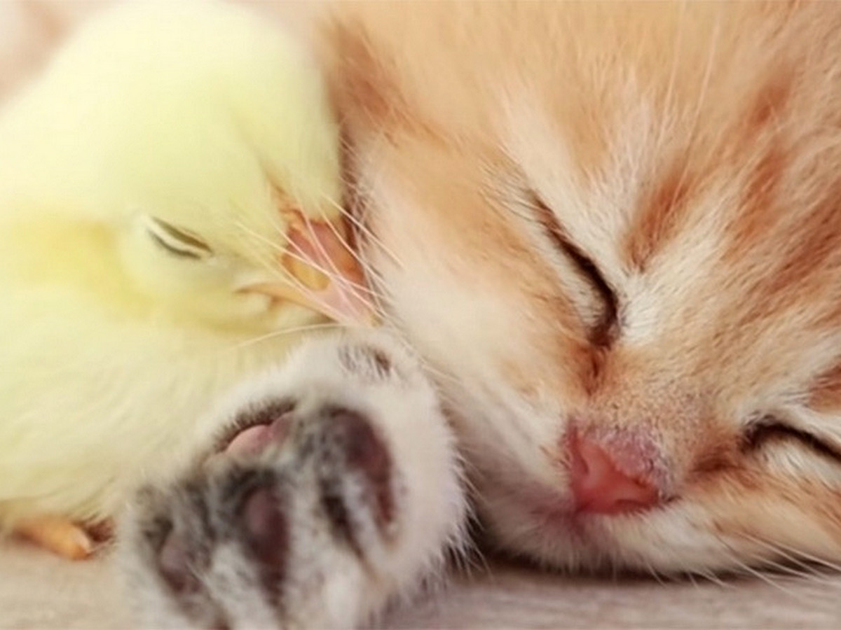 Мимимишное видео с котенком и цыпленком собрало около 50 млн просмотров