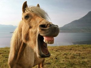 Лошадь смеется