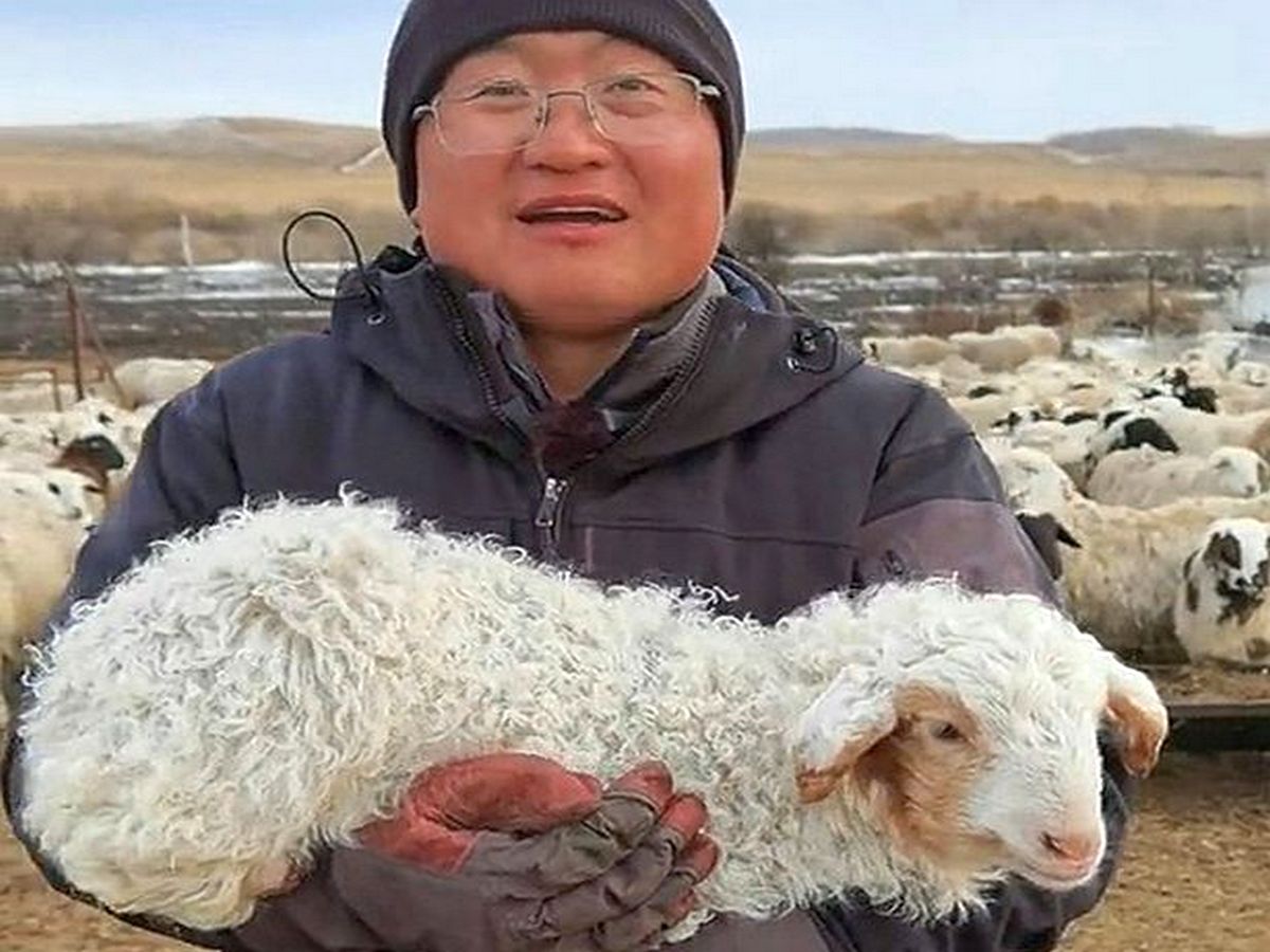 Овца научилась ходить по-человечески и собрала около 15 тыс. просмотров
