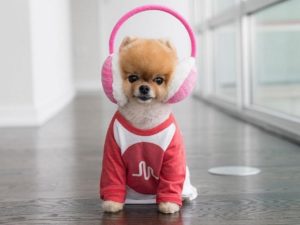 Померанский шпиц Джифф Пом собрал 10 млн подписчиков