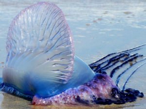 Мужчина ради лайков лизнул смертельно опасное существо