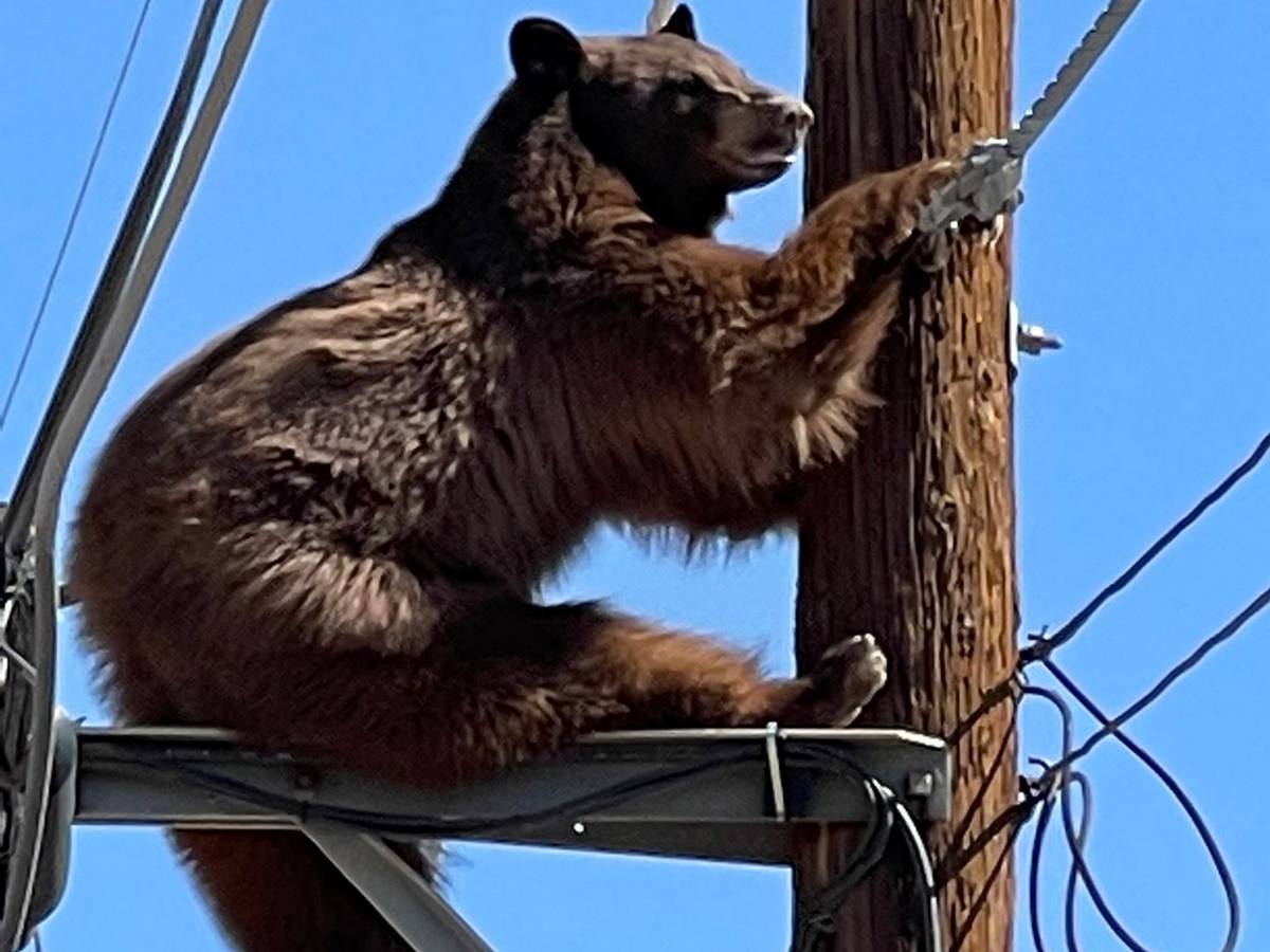 В США сняли на видео медведя, застрявшего на линии электропередач