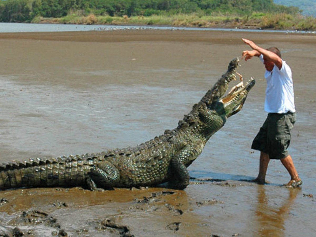 Мужчина, рассказывая туристам о крокодилах, едва не стал их обедом