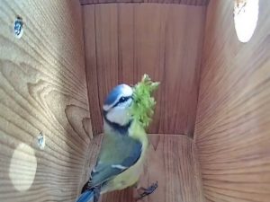 Около 400 тыс. пользователей отметили лайками видео о синицах