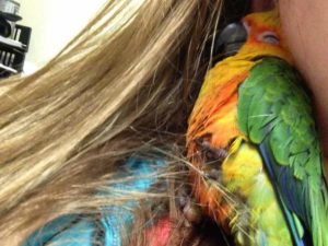 Попугаи нашли лучшее в мире место для релакса и собрали около 40 тыс. просмотров