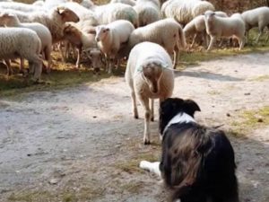 Ягненок собрал около 200 тыс. просмотров, доказав, что 