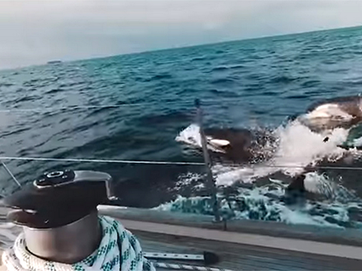 Нападение китов на яхту сняли на видео