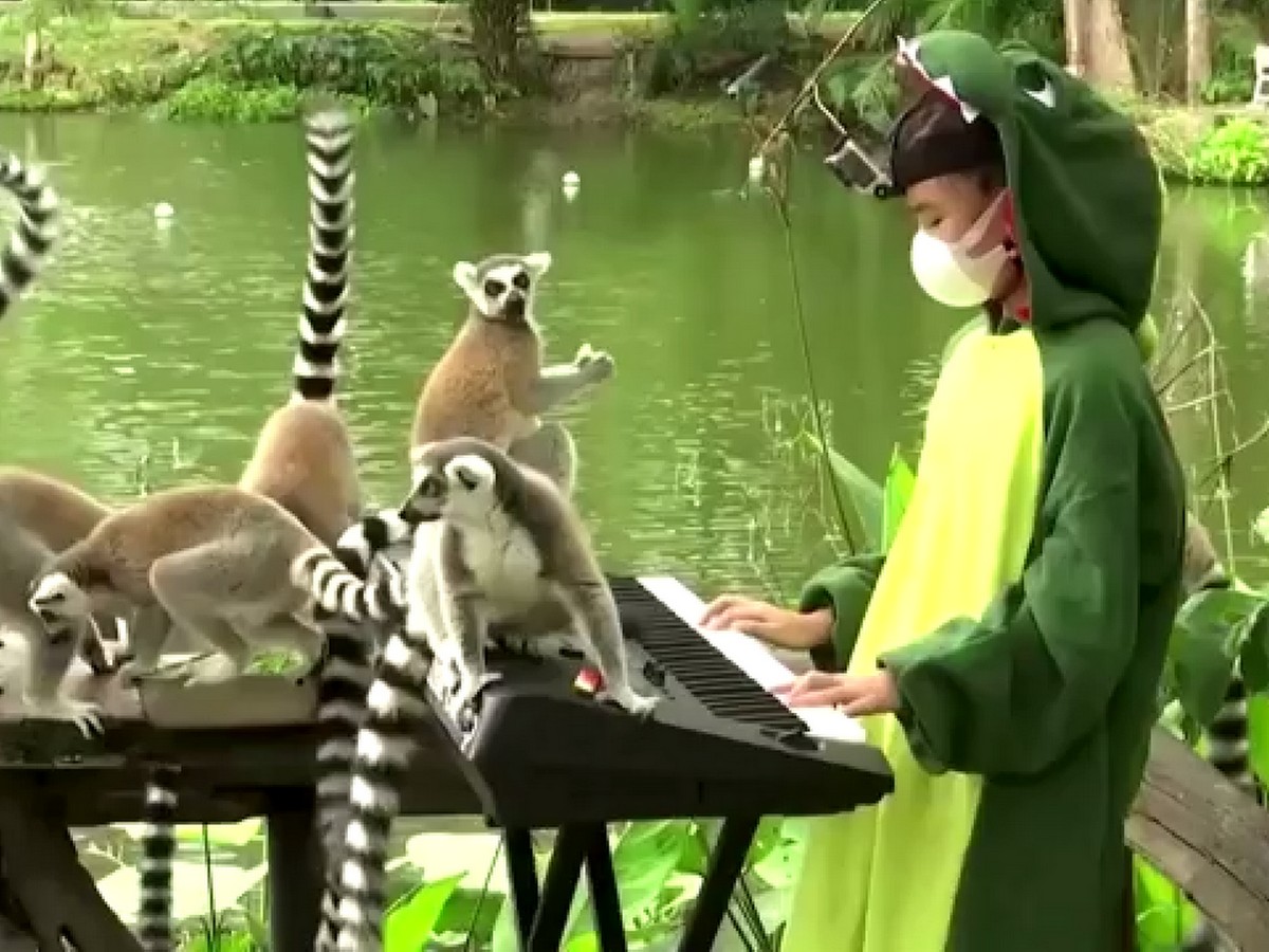 Юная пианистка играет для животных в зоопарке, пытаясь побороть страх сцены