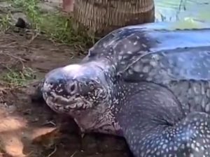 Спасение гигантской черепахи сняли на видео
