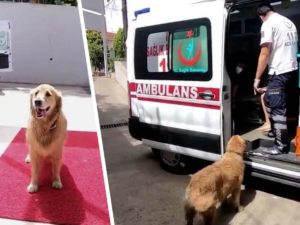 В Сети обсуждают пса, проводившего хозяина в больницу