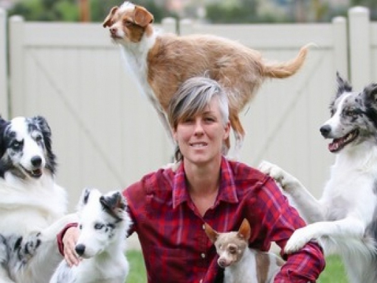 Собаки поставили мировой рекорд, выполнив 28 трюков за минуту