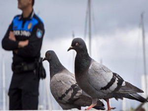 Голуби обьявили охоту на гобелены Рафаэля